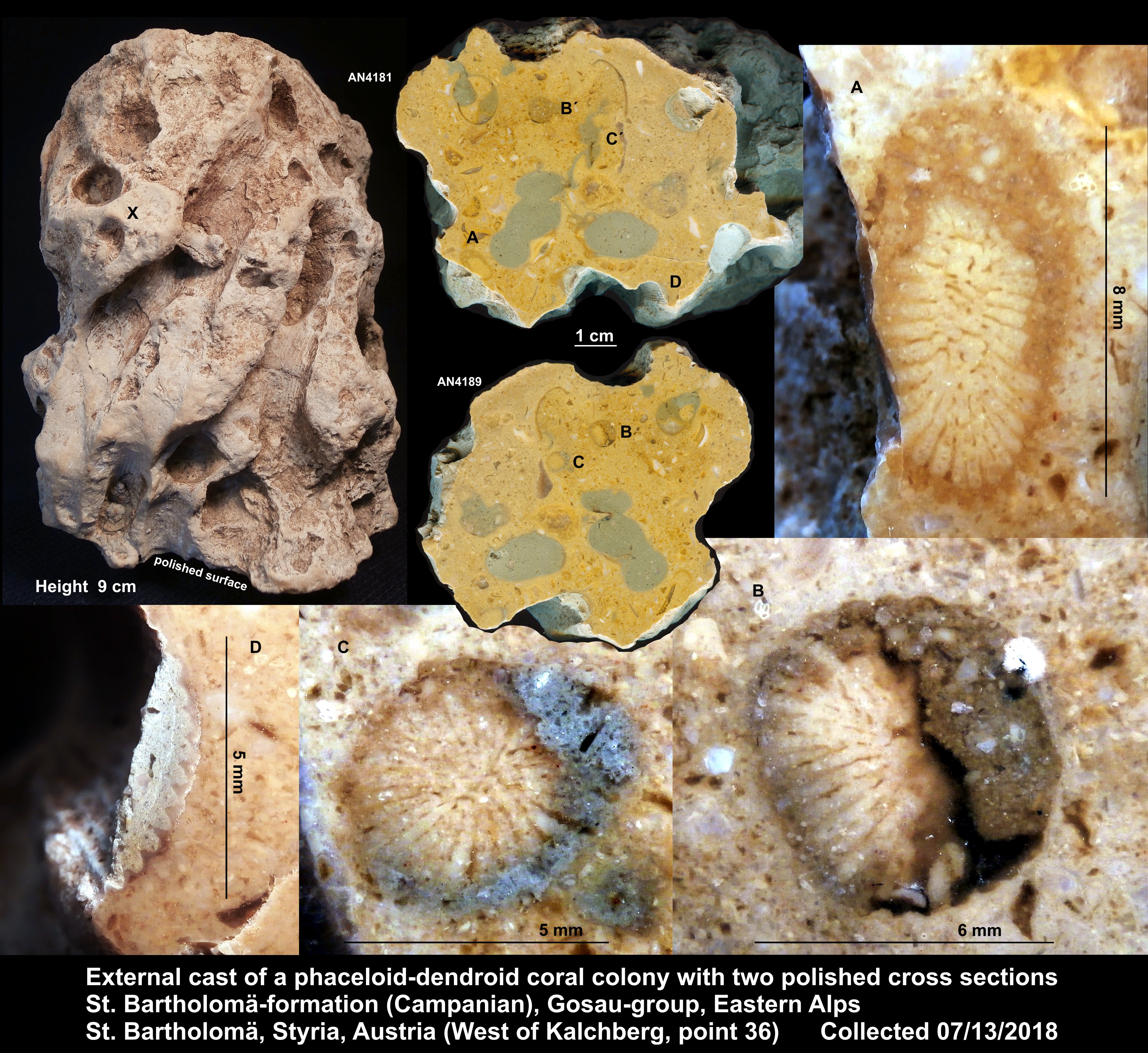 Phaceloid-dendroider Korallenstock