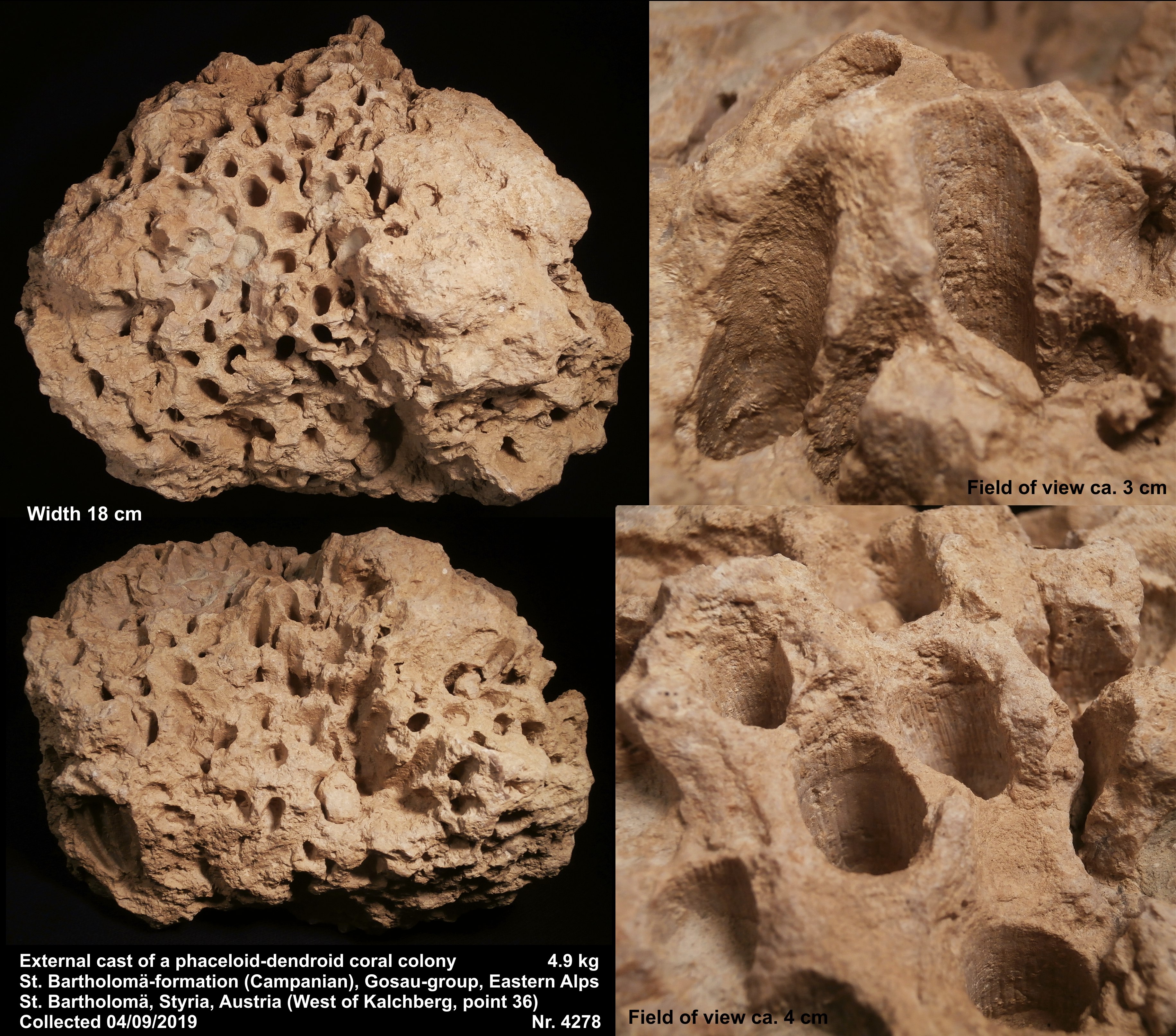 Phaceloid-dendroider Korallenstock